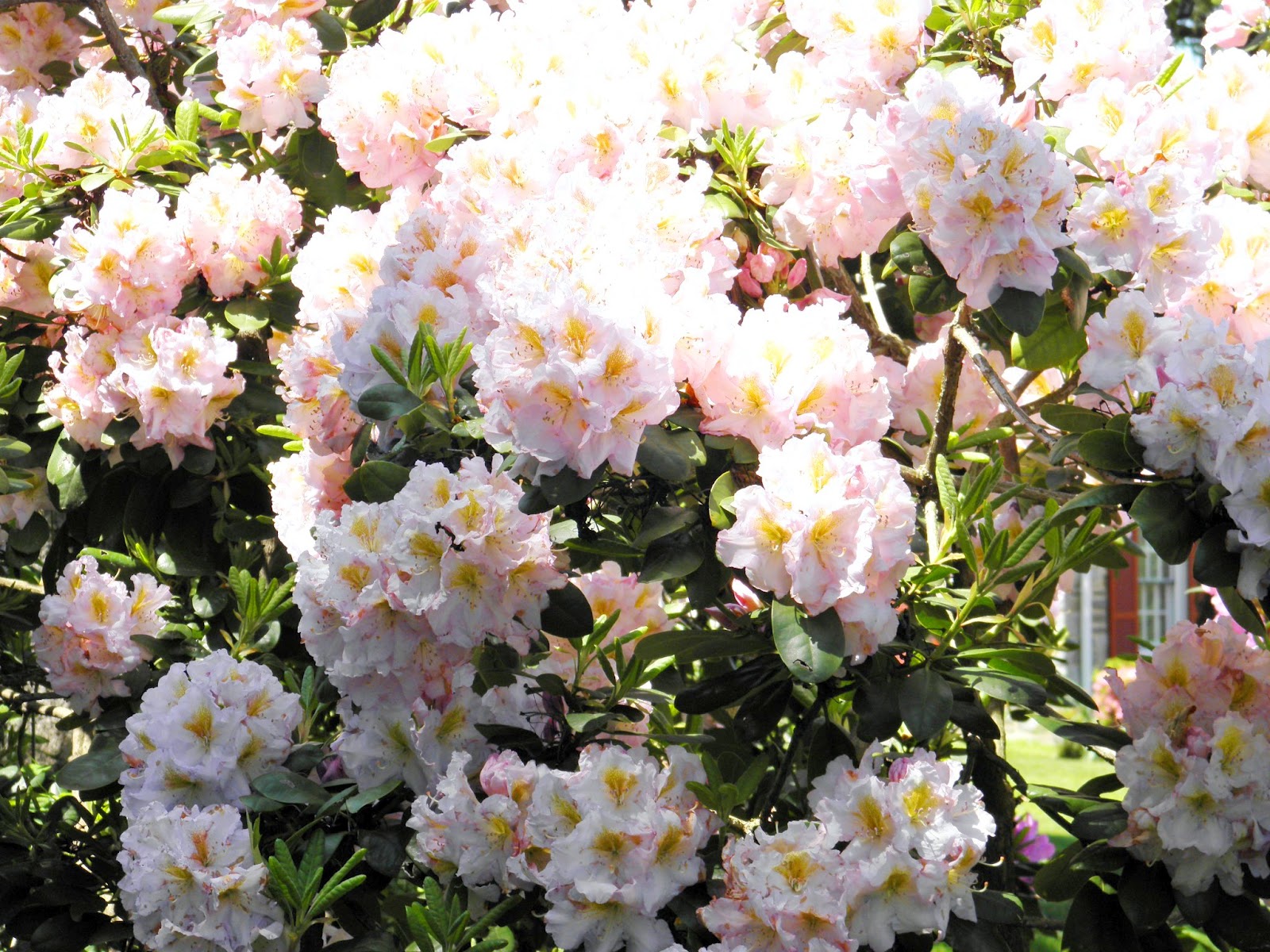 Garden Of Aaron Help Wanted Best Quick Privacy Screening Shrubs