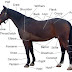 Hindi Words (शब्द)