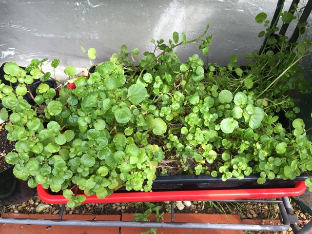 山とランニングの日記 週末ハーブ 野菜栽培 クレソン ルッコラ レタスが美味しい