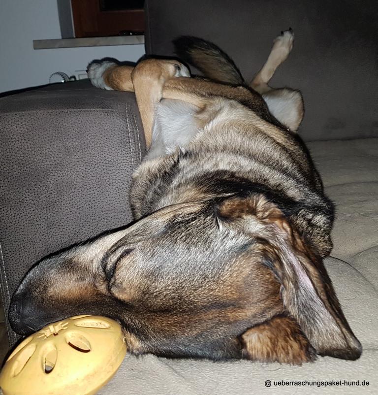 Überraschungspaket Hund ein Hundeblog der zeigt, wie unterschiedlich