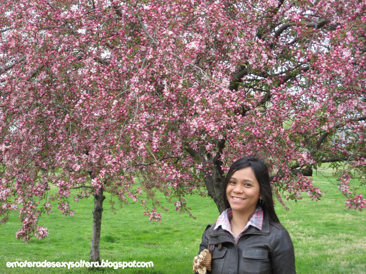 more than seXy NATIONAL CHERRY BLOSSOM FESTIVAL IN WASHINGTON, DC