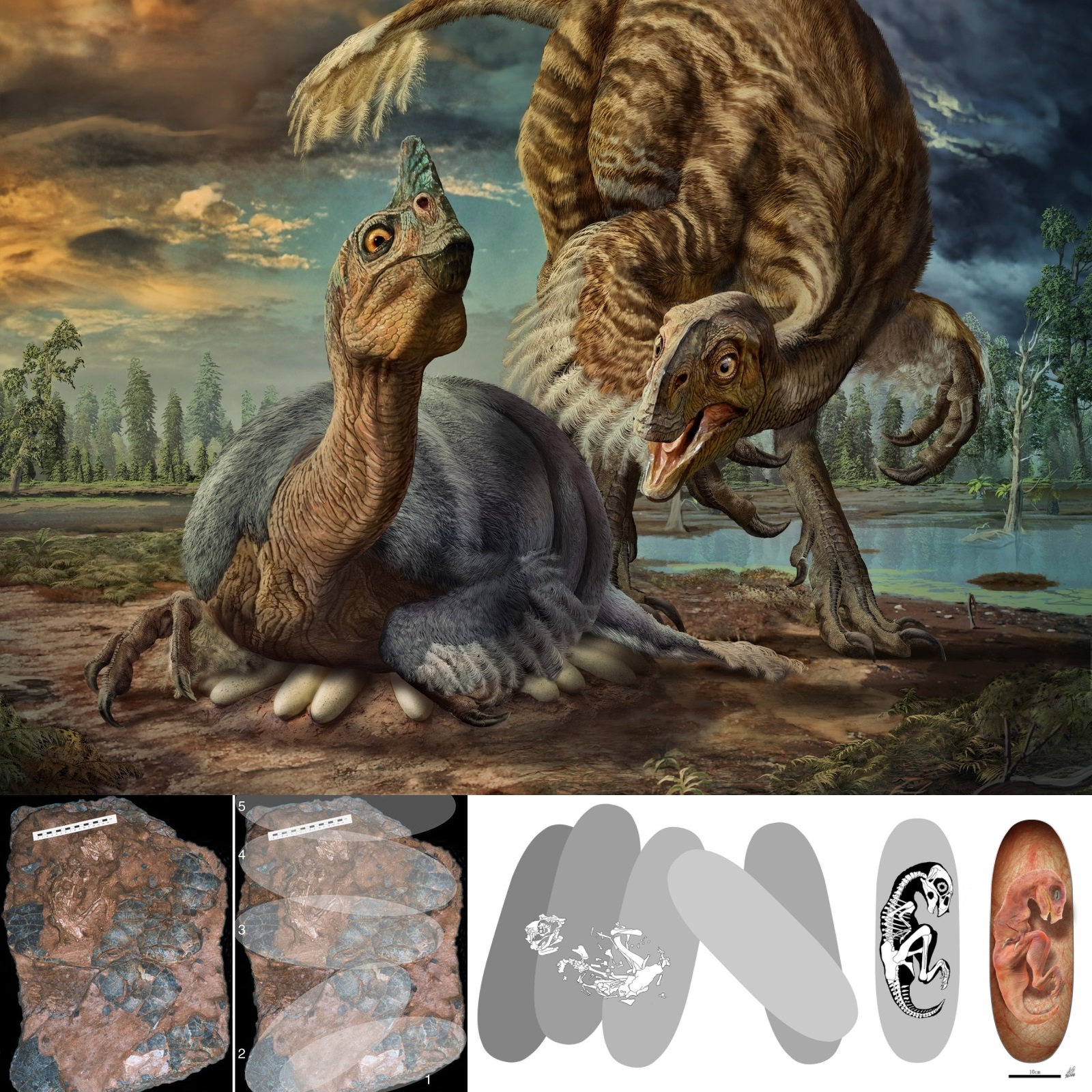 Species New to Science: [Paleontology • 2017] Beibeilong sinensis • Perinate and Eggs of A Giant Caenagnathid Dinosaur from the Late Cretaceous of central China