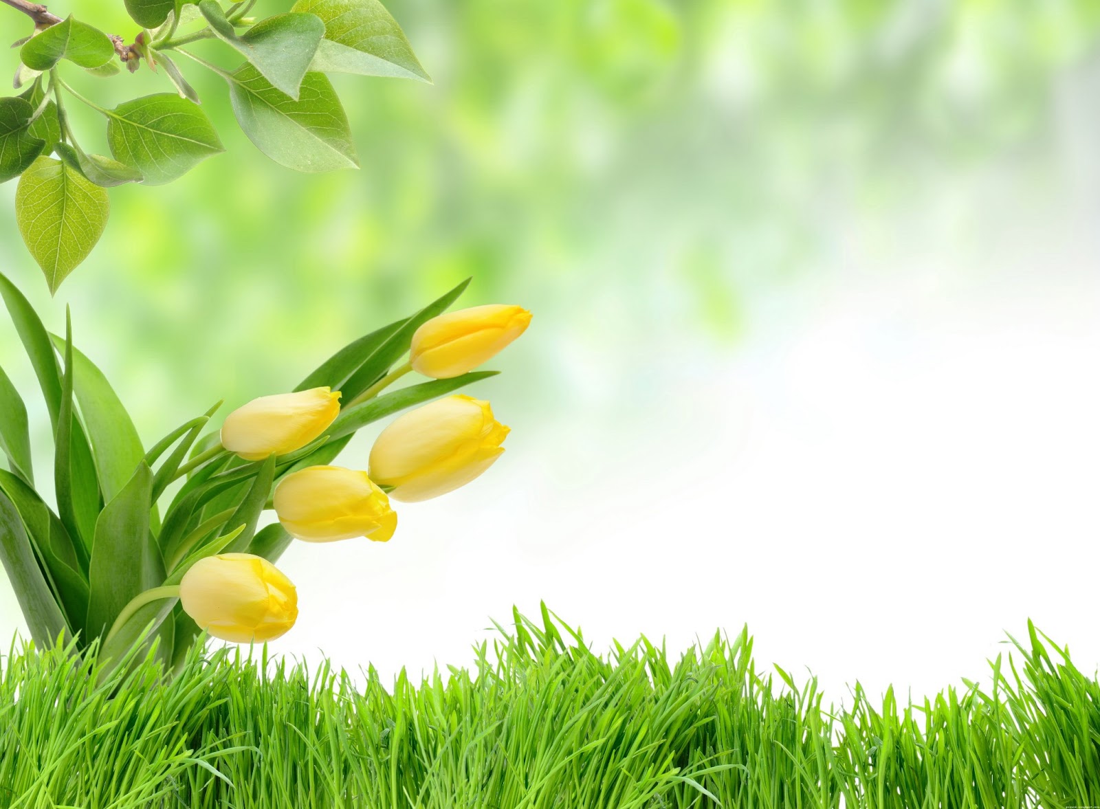 Tulipanes amarillos [Wallpaper] | Pik-Mix