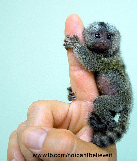 Encyclowiki General Knowledge Info Finger Monkey