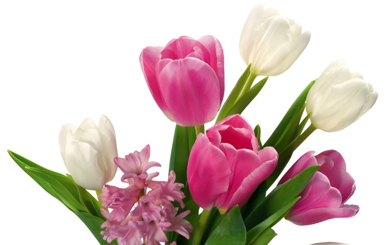 Buchet de Lalele ~ Imagini Desktop