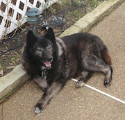 This is Bruiser (Boo Boo), the Moore Family dog. Boo Boo is a great dog.