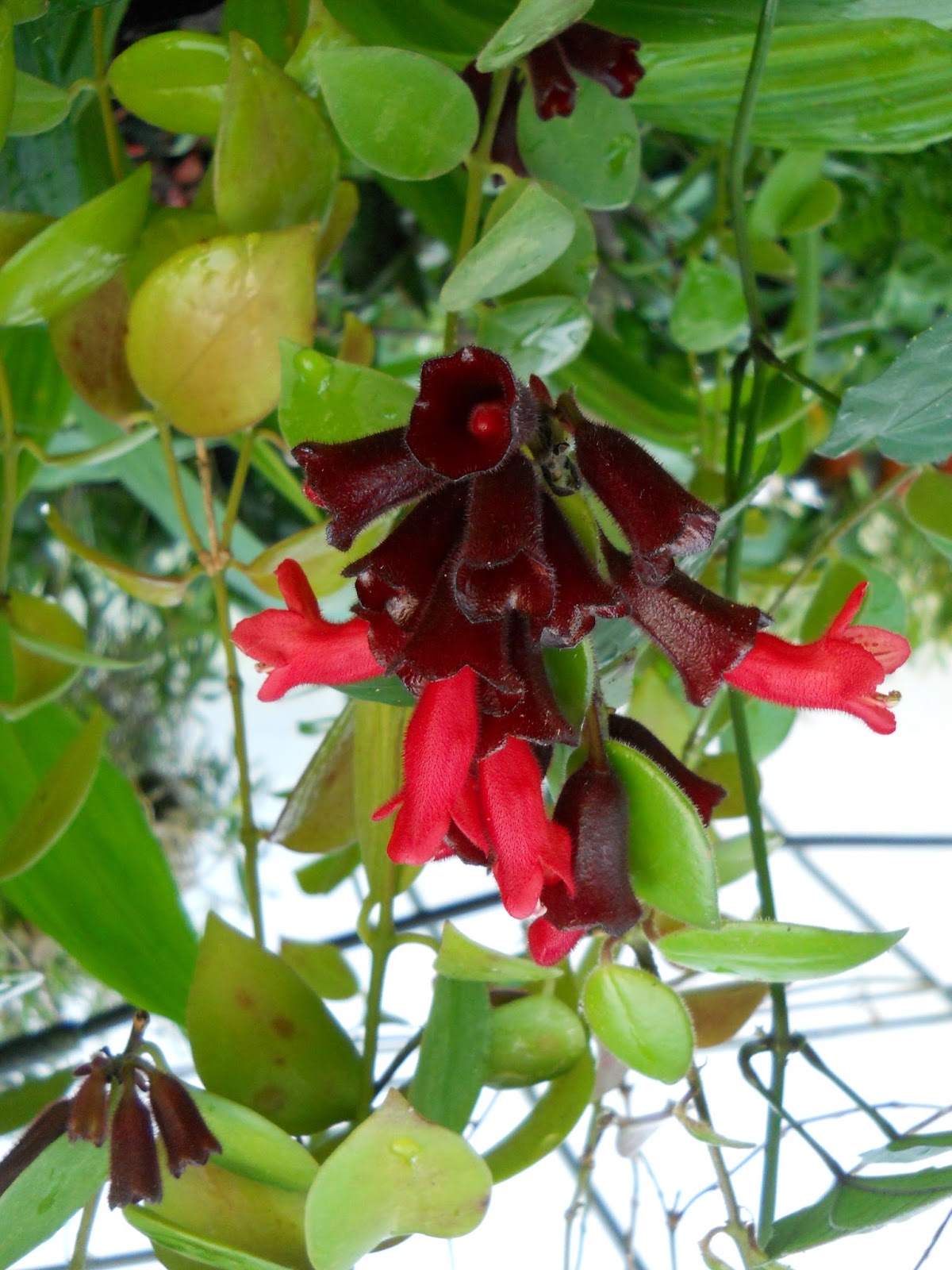 Gold Hill Plant Farm Lipstick Plant (Aeschynanthus)
