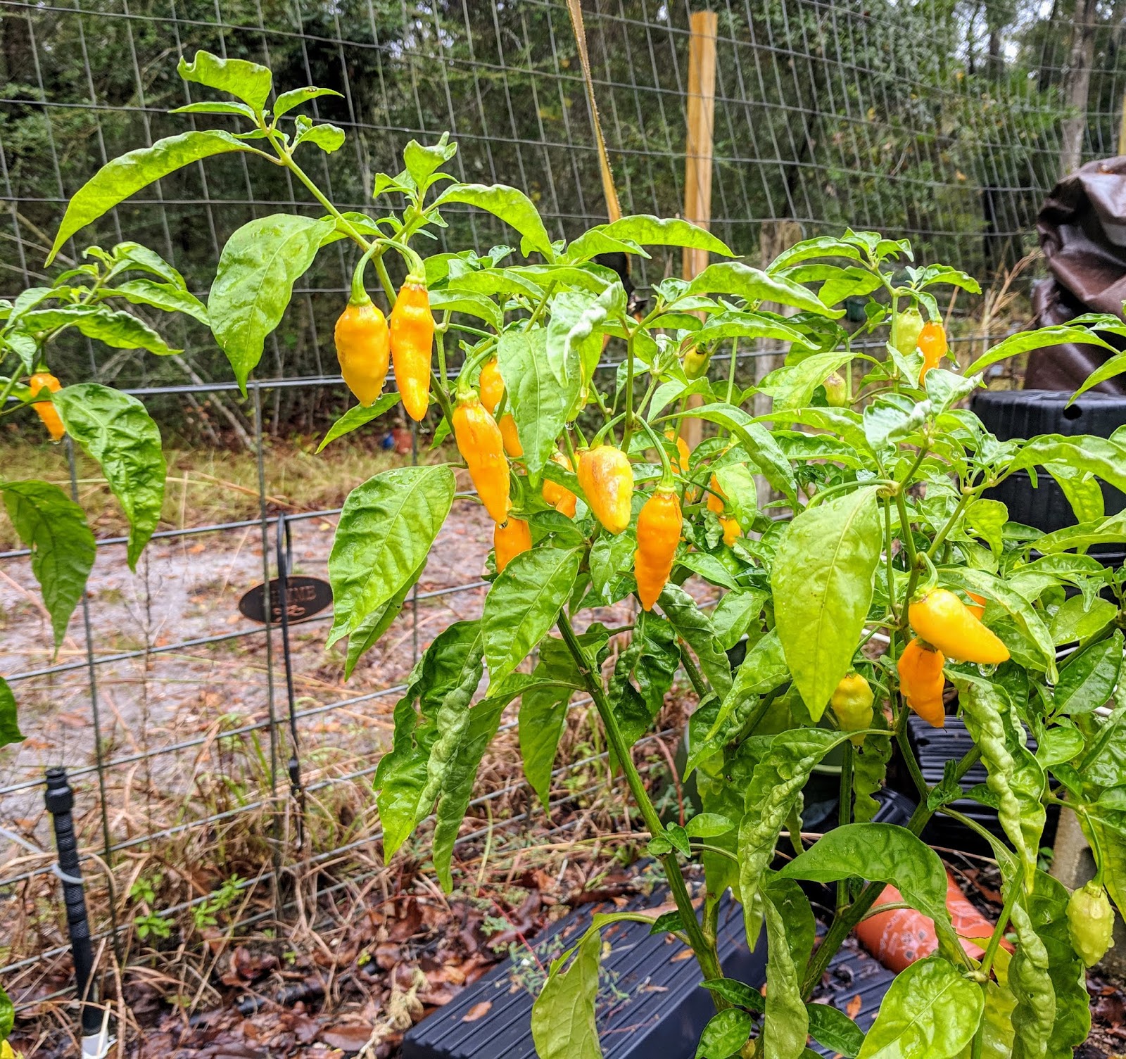 PURE FLORIDA REAL DATIL PEPPER CHAT,... NOT A RANT, A CHAT.