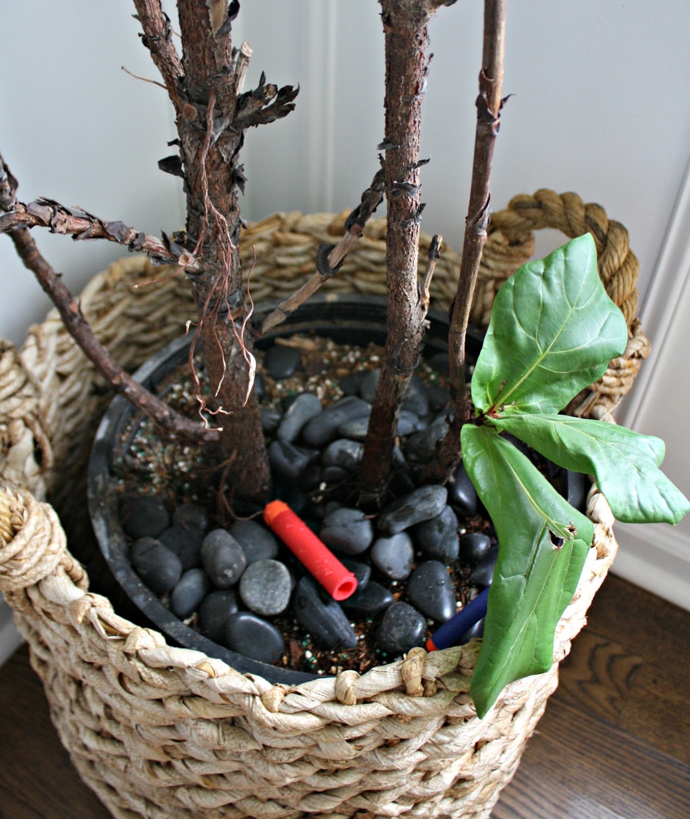 How to not kill your fiddle leaf plant from Thrifty Decor Chick