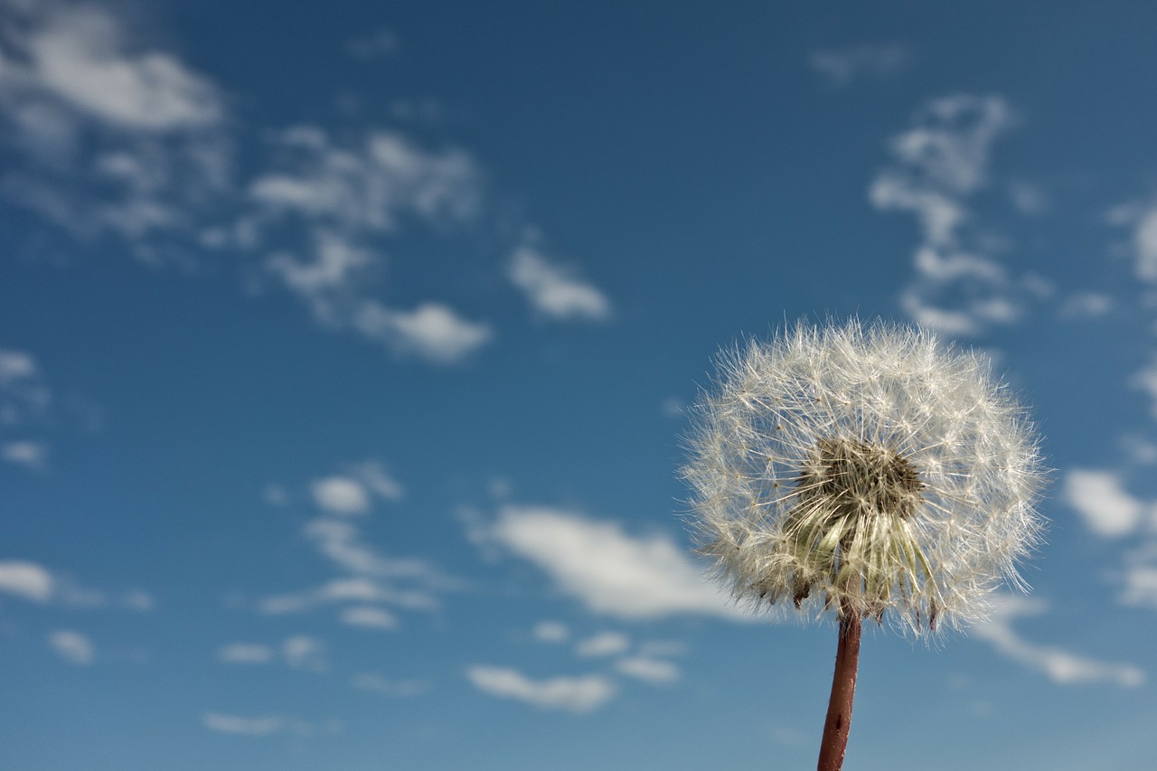dandelion