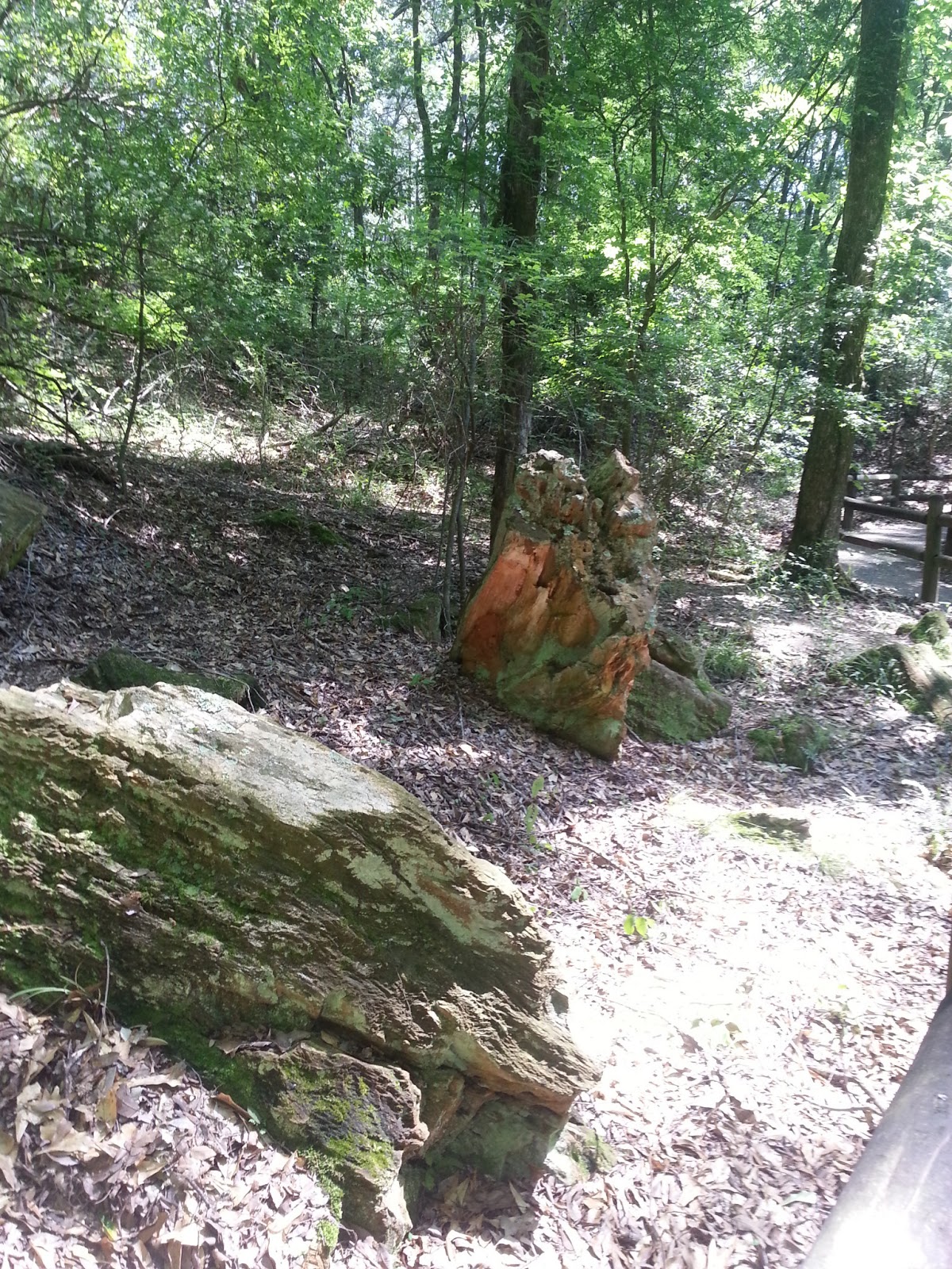 Rockhounding Around Mississippi Petrified Forest, Flora MS