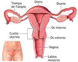 Sistemas reproductor femenino