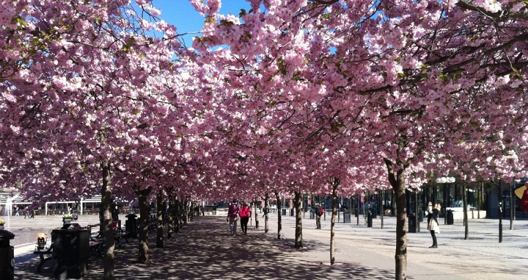 Kungstradgarden, Taman Bunga Sakura di Swedia Kungstradgarden, Taman Bunga Sakura di Swedia
