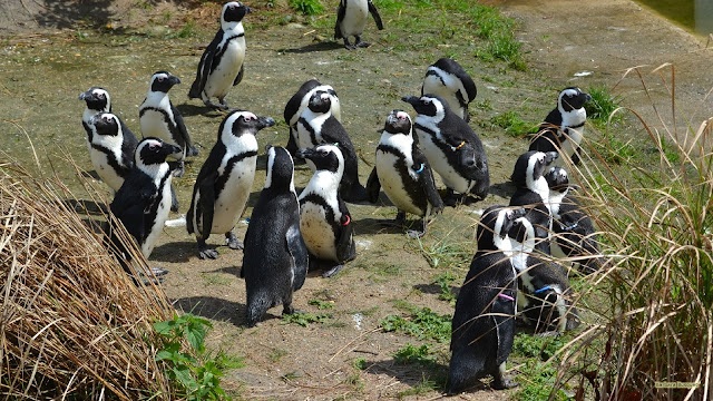 Zwartvoetpinguïns in Aquazoo