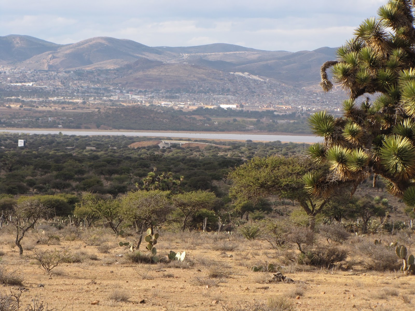 Bernardo del Hoyo Calzada El sitio de Tolosa, Guadalupe, Zac.