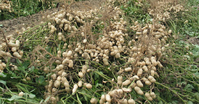 Colheita de amendoim Colheita de amendoim