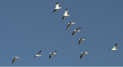 flying phenomenon birds fenomena