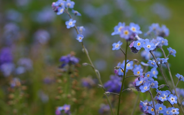 Flores Azules - Blue Flowers