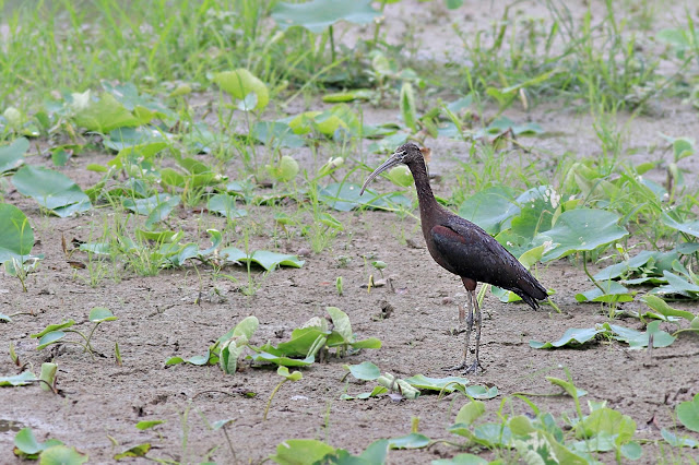 Glossy Ibis in Hong Kong Glossy Ibis in Tai Sang Wai