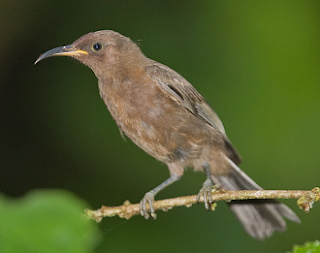 Burung Myzomela Remang Burung Myzomela remang atau dusky myzomela yang juga dikenal dengan dusky honeyeater dalam bahasa Inggrisnya ini merupakan spesies burung dari keluarga Meliphagidae yang memiliki nama latin (Myzomela obscura)