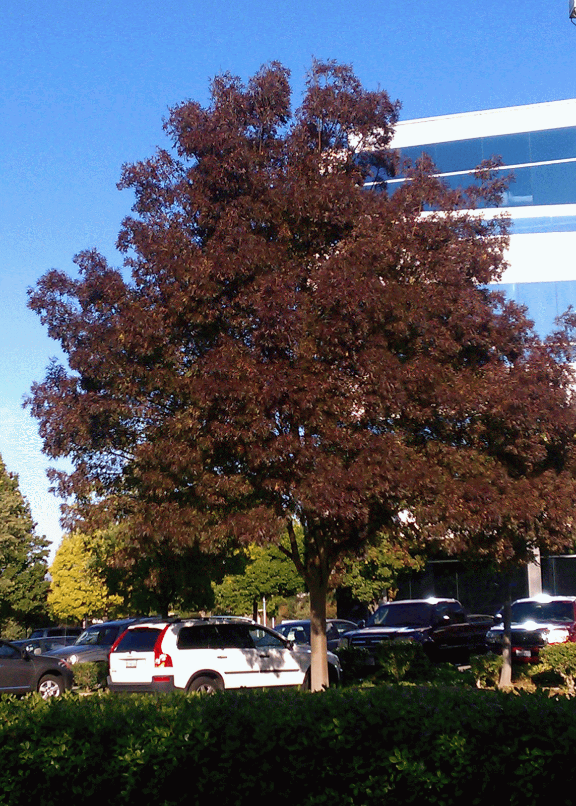 Eden By The Bay Street Trees Through the Seasons Raywood Ash