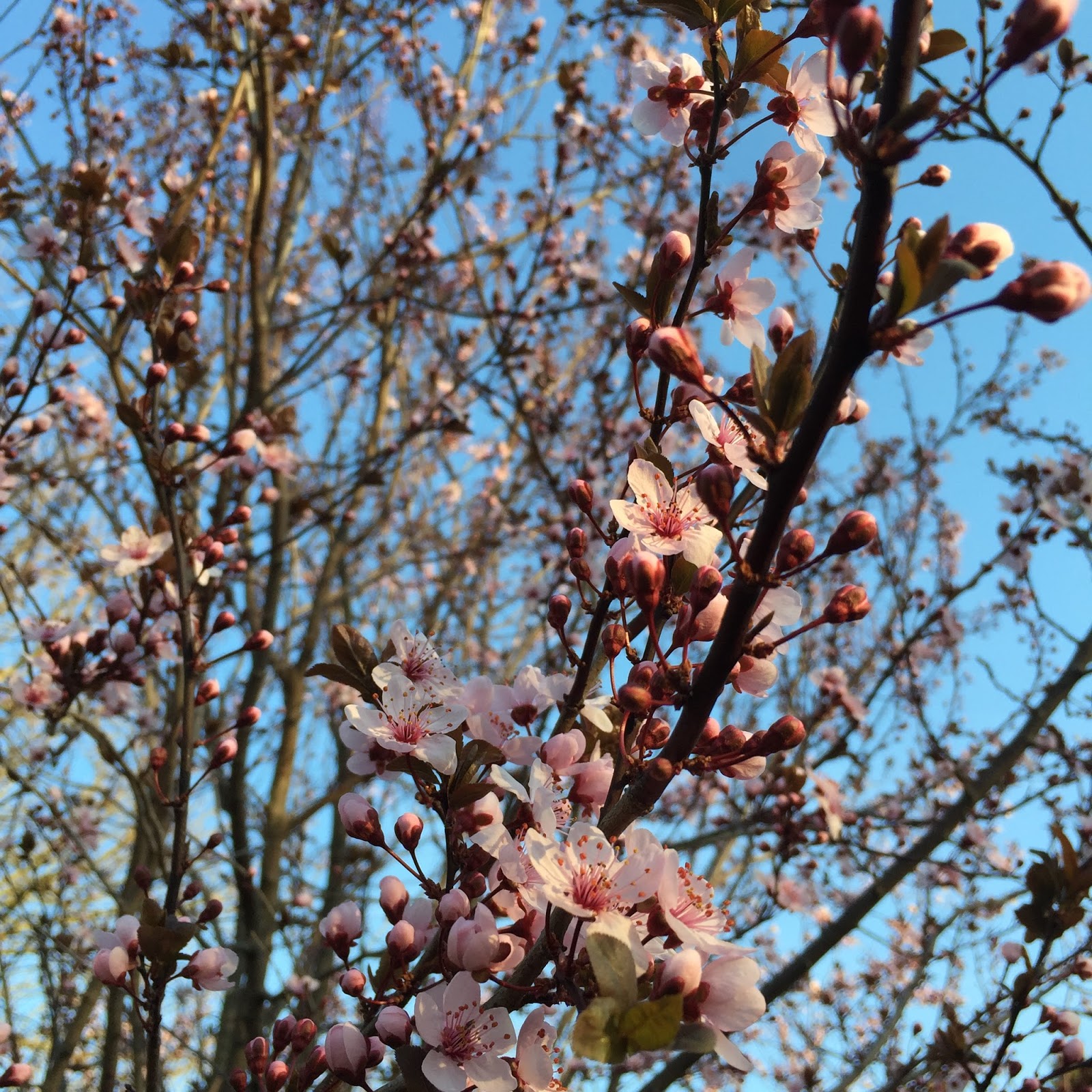 The Enchanted Petal Spring Blooms