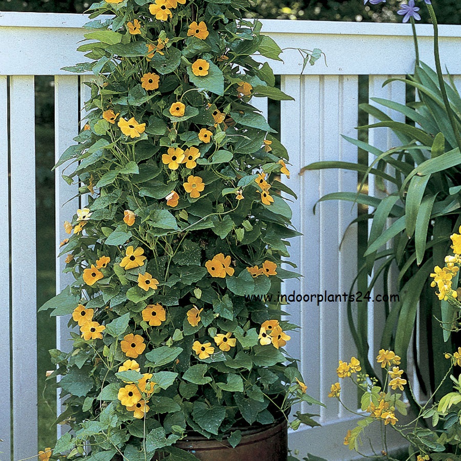 🤷BlackEyed Susan Vine (Thunbergia Alata) Plant Fact, Care & Benefits