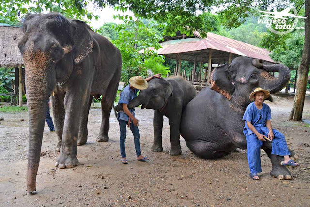 Tailandia Elefantes