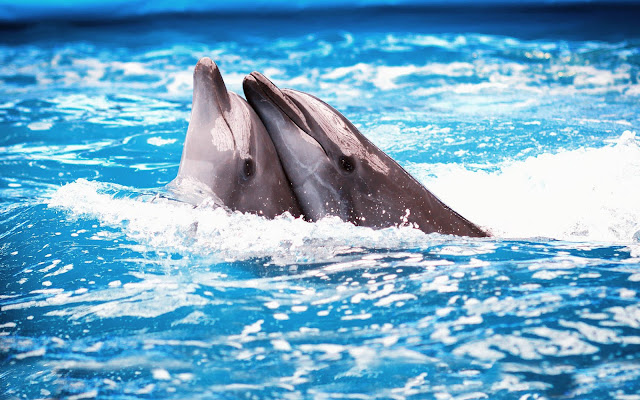 Two dolphins in the swimming pool