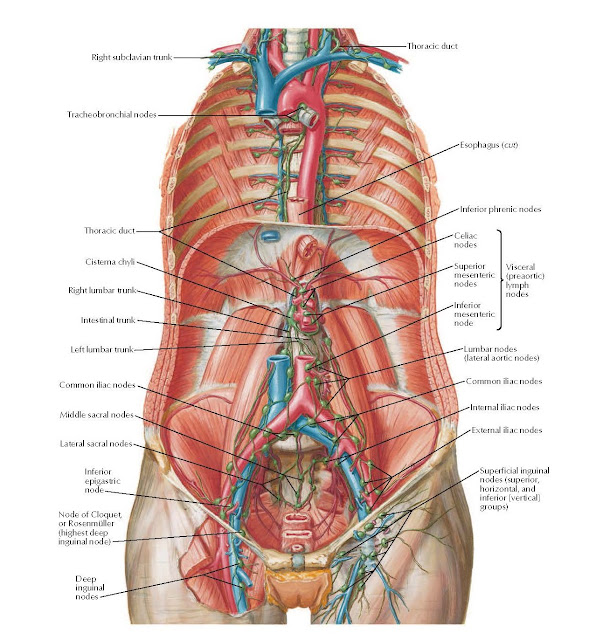Lymph Vessels and Nodes of Posterior Abdominal Wall Anatomy