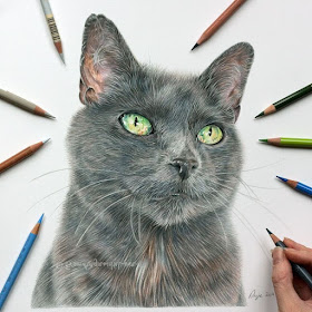 01-Sage-rescue-cat-Angie-A-Pet-and-Wildlife-Pencil-Drawing-Artist-www-designstack-co