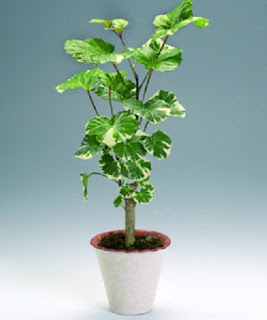 Plantas con Cuidados Especiales, Temperatura, Humedad y Luz