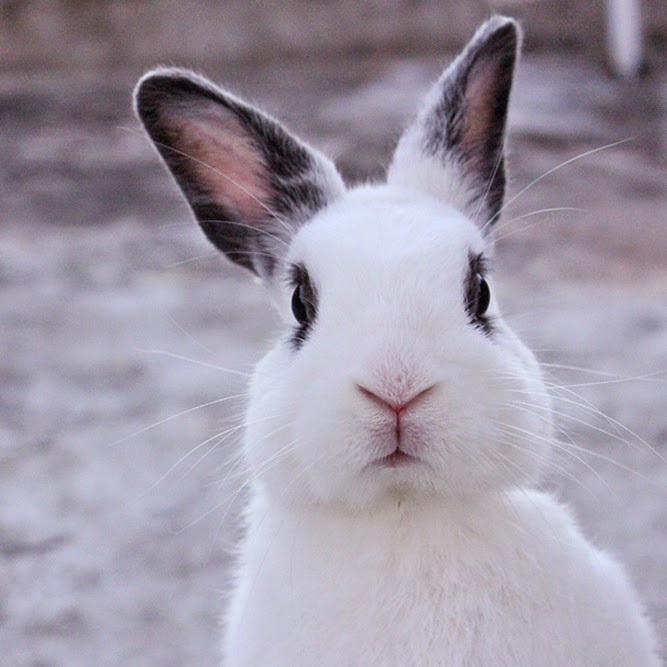 Картинки на аву кролик