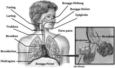 Organ Organ Pernapasan Manusia Mikirbae