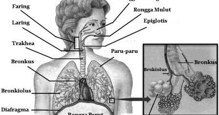 Organ Organ Pernapasan Manusia manfaat dan tips