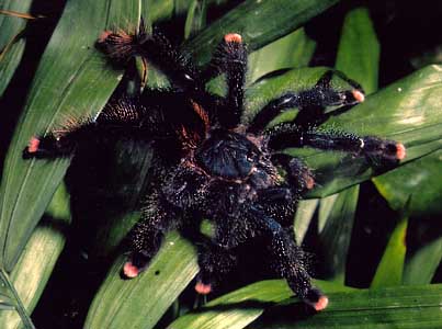 http://2.bp.blogspot.com/--_A7hOtL3ik/TWVTSwxirXI/AAAAAAAAAEg/7b-yrN9xnaI/s1600/Avicularia_avicularia.jpg