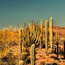 Cactus Desert Camel Rescue