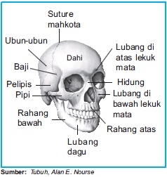 Skeleton Aksial