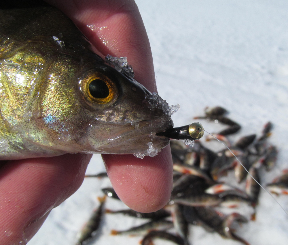 ловля окуня летом на мормшь. ловля крупного окуня на мормышку. мормышки на окуня для зимней рыбалки. безмотылка для зимней рыбалки. мормышки на окуня.