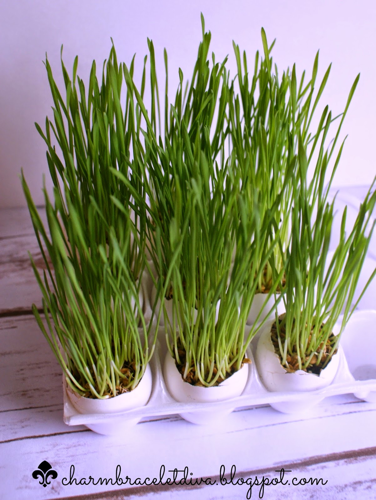 wheat grass growing in egg shells