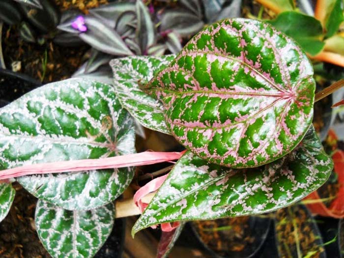 Info Unik Pilihan: Manfaat Daun Sirih Merah Untuk Pola Hidup Sehat