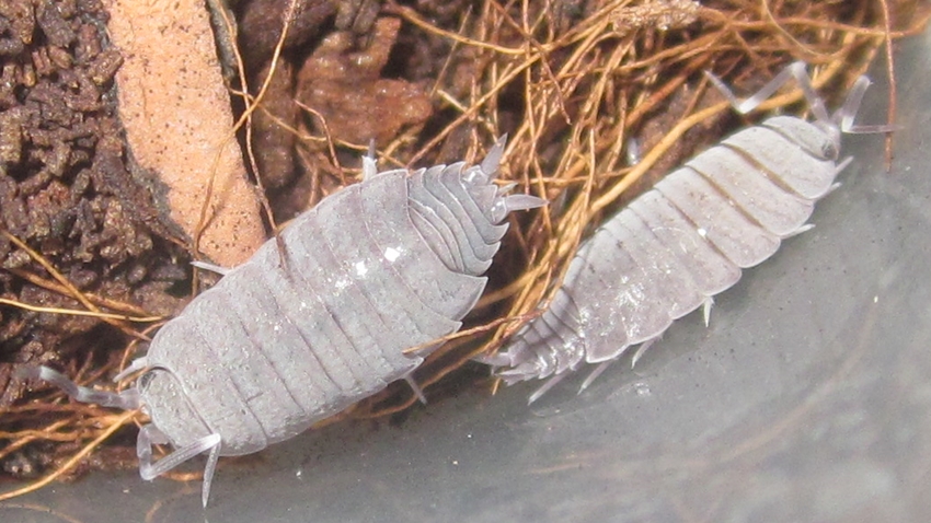 Hisserdude's Isopods P.pruin%25234