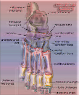 Bones of the Pelvic Girdle and Lower Limb ~ Anatomy for MSP