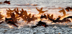 Sunrise Flight of Cormorants, photo taken by Jeff Byrd