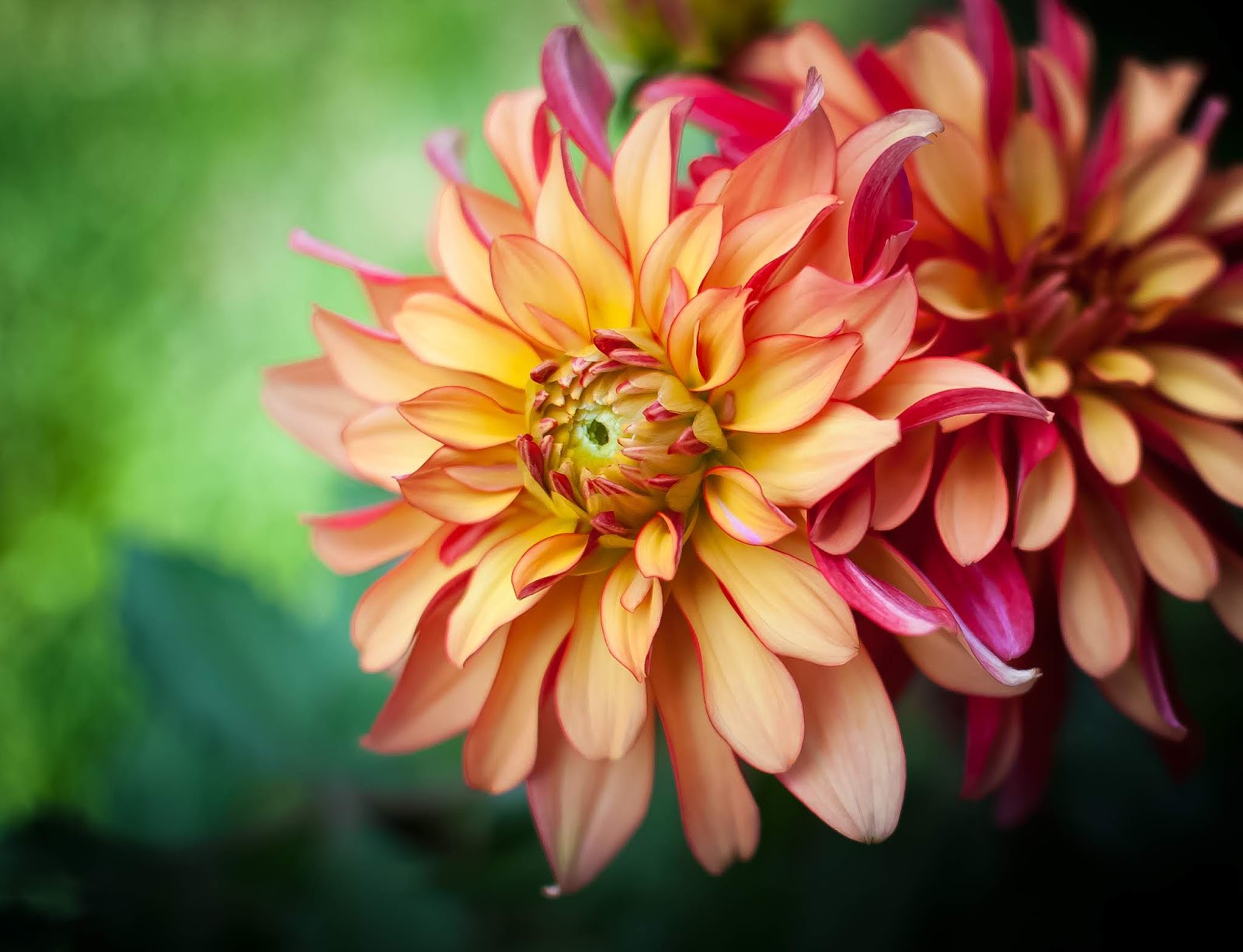 Blooming Dahlia