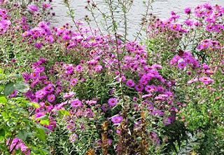 -neuer Gartentraum-: September 2014