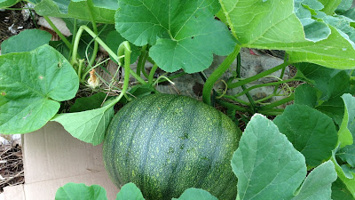 Pumpkin Plant
