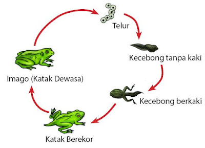 Metamorfosis sempurna katak