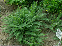 http://plantsgallery.blogspot.com/2008/01/filipendula-vulgaris-wizwka-bulwkowa.html