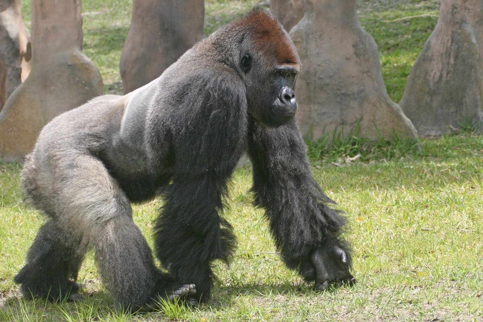 Самое сильное животное. Silverback горилла. Горилла вожак. Самая большая обезьяна в мире. Хвост гориллы.